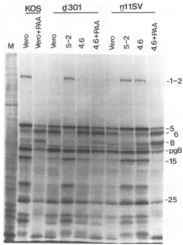 FIG. 6.or32P-labeledamounts nllSV. Mutant nllSV DNA replication in TL4.6 cells. Vero, wt-ICP8-expressing S-2, and TLA.6 cells were infected with KOS1.1, d301, Total cellular DNA was prepared immediately after viral absorption (1 h) or near the end of the i