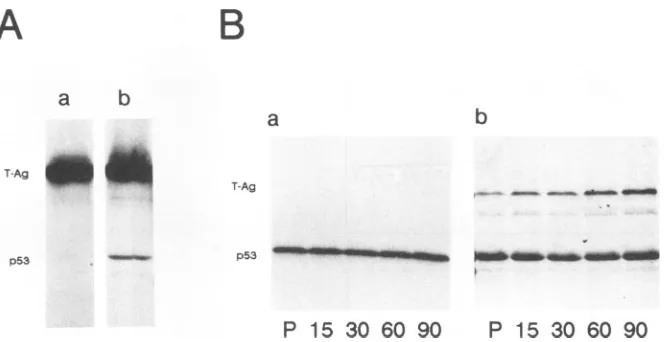 FIG. 4.T-specificperformedandcipitation Complex formation by p53 and large T (T-Ag) after SV40 infection of PRK and LLC-MK2 cells