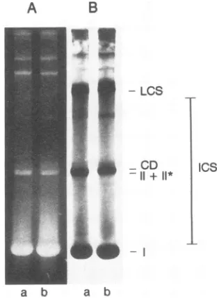 FIG.aviralwithcated(lanesasDNA.pulse-labeledLCS,p.Ci/106SV40 described 6. Comparison of replicative forms of SV40 DNA repli- in LLC-MK2 and PRK cells