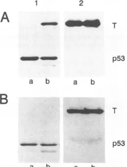 FIG. 7.wereprecipitation,elscomplexesplate(lanes(panelsextracts Comparison of large T/p53 ratios in infected LLC-MK2 a) and PRK (lanes b) cells