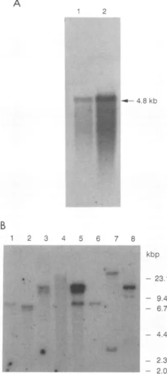 FIG. 2.bovineonfractionatedthecaprineizedasandMDBKGenomic follows: (A) Expression of BLVRcpl mRNA in MDBK cells andkidneytissue.Poly(A)+-selected RNAsisolatedfrom cells (lane1) and bovine kidney tissue (lane 2) were on an agarose-formaldehyde gel, blotted,