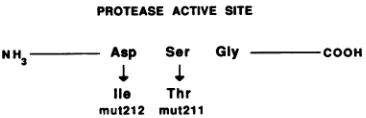 FIG. 1.mutationsite. Mutagenesis of conserved positions in the Ty3 PR active The Asp-to-Ile mutation in Ty3-lmut212 and the Ser-to-Thr in Ty3-lmut211 are shown.