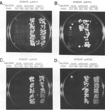 FIG. 4.TMy16ontocontainedmut212foreither Transposition assays of Ty3 PR mutants. TMyl6 cells were transformed with pJK312AC, pJK312ACmut211, and pJK312AC (helper Ty3 plasmids) and then with pJK314 (donor Ty3 plasmid not encoding PR) or with pJK422 (donor T