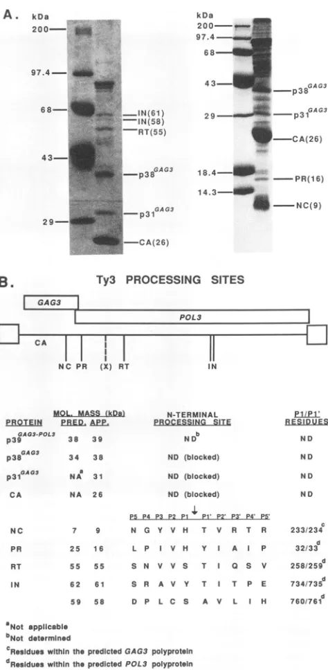 FIG. 5.POL3Ty3frompredictedfortainingtransformedindicatedsitederivedcalculatedsequencing.Schematic(left)-sis Ty3 proteolytic processing sites