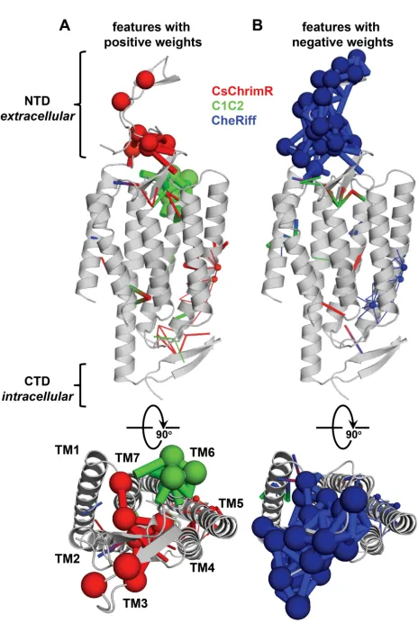 Figure 2.S11: Sequence and structure features important for prediction of ChRexpression