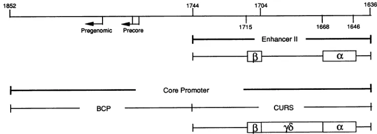 FIG. 1.ThethreesequenceBCP Locations of enhancer II and core promoter. A schematic representation of the structure of HBV from nt 1636 to 1852 is shown