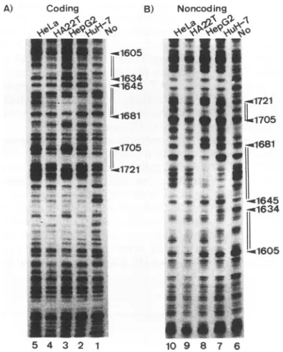 TABLE 2. Differentiated hepatoma cell specificity of upstreamactivating function on the BCP