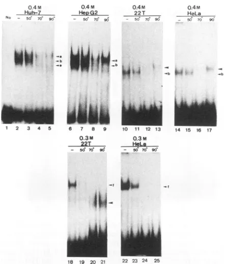 FIG. 5.50°C4, 8,areduring25).describedtreatmentlines.indicated Heat sensitivities of box a-binding proteins in four cell End-labeled box a was incubated with 10 pg of protein of the salt eluents from the indicated cell lines without heat (lanes 2, 6, 10, 1