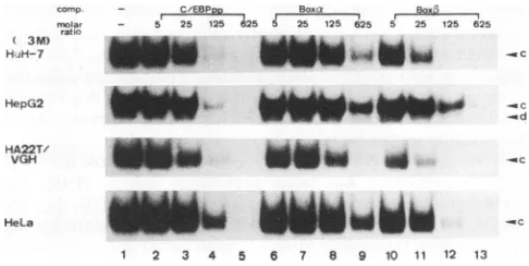 FIG. 6.C/EBPNaClEnd-labeledtotheexcesseach 5, Relative efficiencies of competition by box a, box 1, and consensus sequences for box a-binding proteins a and b