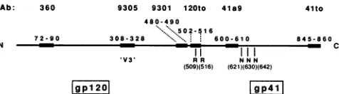 FIG. 1.potentialcated.recognized Schematic drawing of gp160 indicating the epitopes by the different Abs used in this study