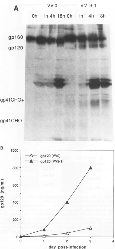 FIG. 4.postinfection,quantifiedrifiedtimeKineticsinfectedlabeledRecombinantW9-1 Glycoprotein cleavage and kinetics of production