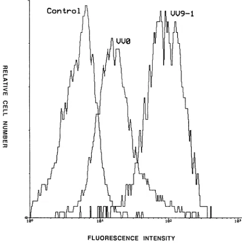 FIG. 8.flowcencecontrol.infectedat 10 Evaluation of gp120 expression on the surface of rVV- CEM13 cells