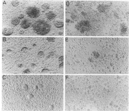 FIG._<.~~~~~*1.............................VVOshown 9. Ability of VV9-1 and VVO to mediate syncytium formation