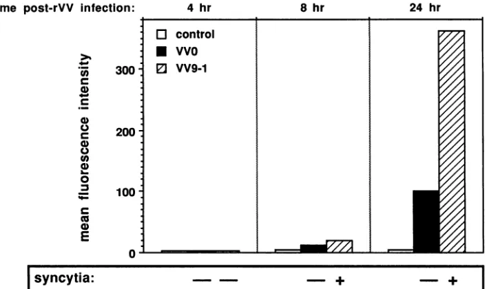 FIG. 10.byVV9-1 Comparative evaluation of the kinetics of gpl20 expression on the membrane of VVO- and VV9-1-infected cells, as determined fluorescence-activated cell sorter analysis with mAb9305 and expressed as mean fluorescence intensities, and of the abilities of VVO and to mediate syncytium formation (+, syncytia observed; -, no syncytia).