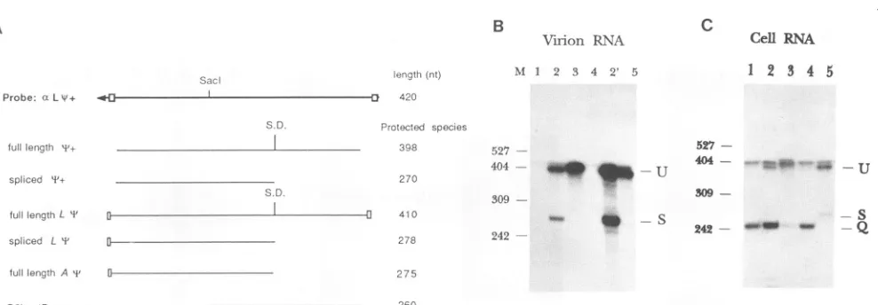 FIG. 4.withprotectionbelow.preparations);performedTheguanidiniumnocontainspCMVneoL*sequence RNase protection analysis to determine packaging of spliced and unspliced +-containing RNAs