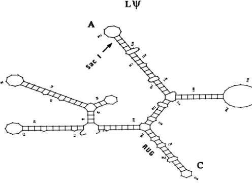 FIG. 7.program, Predicted secondary structures of *+, L+, and A FOLD, based on the computer algorithm of Zucker (49),