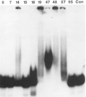 TABLE 3. Precipitation of DNA by peptides