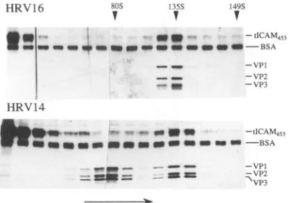 FIG. 2.viralAofplexes.tICAM185,complexesandsamplesdescribed parallel isolated Stoichiometryofisolatedrhinovirus-receptorcom- tICAM453 or tICAM185 (0.5 pLg) and approximately 1 to 2 pLg 135S or 140S virus-receptor complexes with tICAM453 or respectively, we