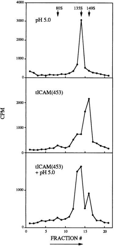 FIG. 8.cells.HRV14;as described Rate of binding of three rhinovirus serotypes to HeLa Binding of [35S]methionine-labeled rhinovirus was determined in Materials and Methods