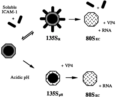 FIG. 9.lowtext.RNA-minus Diagrammatic representation of species described in the 13SPH is the RNA-containing VP4-minus species generated by pH; 135SR is the virus-soluble receptor complex; 80SEC is the VP4-minus empty capsid.