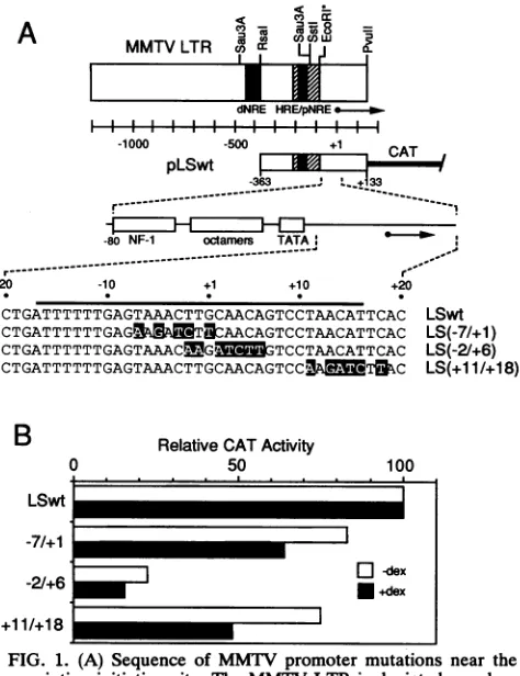 FIG.1.withblackbargene.containingoctamer-relatedmutationsobtainedCATandhormone,quencesratelyelectrophoresisments.aelementtranscriptionnegativeLtk-absenceexpression standard (A) Sequence of MMTV promoter mutations near the initiation site