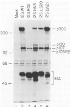 FIG. 4.proteins,monoclonalareareitatingmutantat the Association of cellular proteins with N-terminal point constructs