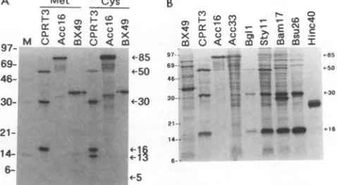 TABLE 1. N-terminal sequences of HCMV proteins expressedfrom pCPRT3