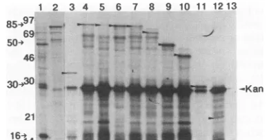 FIG. 3.The4,plasmid-encodedstructsthenextractMolecular[35S]methionine-labelled10, pCPRT3; Coupled transcription and translation of UL80 plasmids