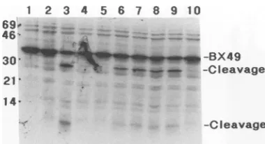 FIG.-6IkDprotease.substratepBX49-derivedequivalents;(laneaddition1, no 5. (A) Purification of HCMV protease