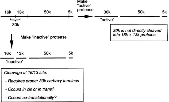 FIG. 10.furtherproduction Model of UL80 polyprotein-processing pathway. A two-branch pathway is postulated (see Discussion), which results in the of active 30-kDa protease or inactive 16- and 13-kDa proteins