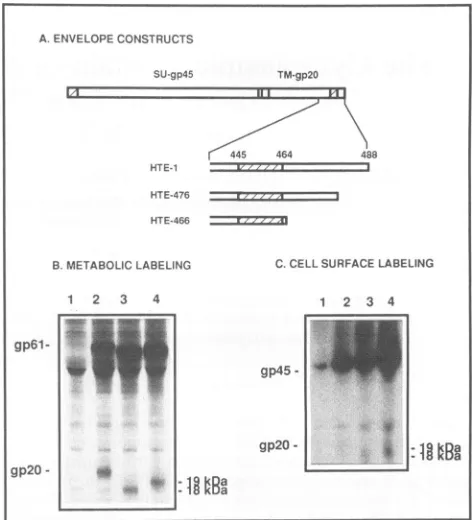 FIG. 2.mutantssurfaceProteinscontrolHTE-466domain Schematic representation of the HTE-466 and HTE-476 (A) and intracellular maturation (B) and transport to the cell (C) of the envelope proteins produced by the mutants