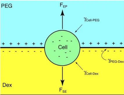 Figure 2.1: A cell at a two-phase interface experiences forces from the electrostatic po-tential (EP) and surface energy (SE) of the phases