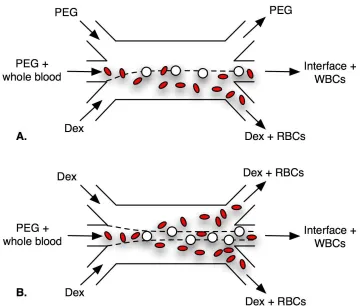 Figure 2.2: A) Whole blood is exposed to one interface, represented by the dashed line,in the PEG-PEG-Dex conﬁguration