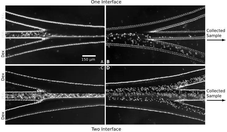 Figure 2.3: The one interface setup consisted of a PEG-PEG-Dex pattern. A) Bloodwas introduced in the middle stream and B) erythrocytes migrated to the Dex by the endof the channel