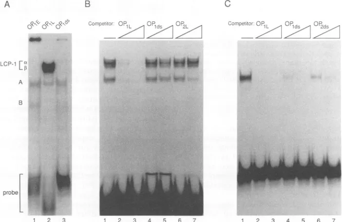 FIG. 1.Theproximalregion.98-bpmRNAcationsensitivityinitiation(14, JCV control region consists of an origin of DNA repli- (ori) and a 98-bp direct repeat