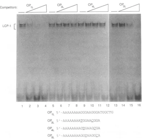 FIG. 4. either Extracts were incubated with increasing concentrations single-stranded homologous or mutant competitor DNAs