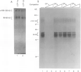 FIG. 5.ngandlabeledSDS-10%are(lane (A) The LCP-1 complexes were UV cross-linked to the OP1L probe prior to loading on a native gel