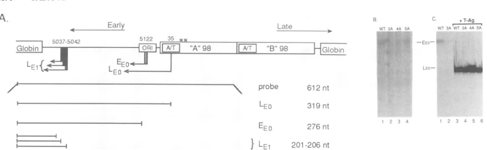 FIG. 6.BelowtheintopBEL2-3AMethods.ofcotransfectedin(lanes the pBEL2 (A) Structures of the pBEL2-derived plasmids, showing the locations of the EE and LE transcripts within the JCV control region