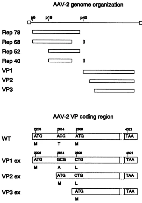 FIG.1.which40.genomeofgenome.natedexpressioncatedopeninvertedregionsand the AAV-2 genome organization and mutantVP coding used for protein expression