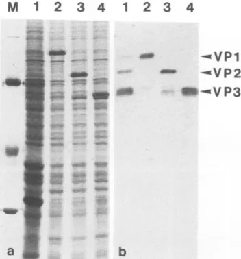 FIG. 2.infectedofVP1polyhedrosisofraisedkDa).tion.BSAstained(laneVP3 S. insect Expression of AAV-2 structural proteins V'Pl, VP2, and in insect cells by recombinant baculoviruses