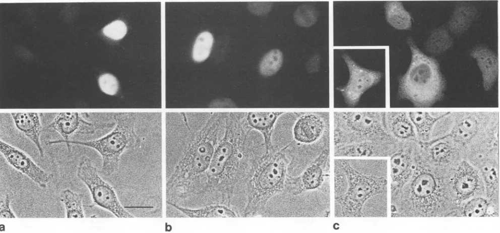 FIG. 5.promoter-enhancer.VP2,PAGEcoinfectedsionVP1immediate-earlyindividuallytively.andalsoarrowheads, Western blot analysis of AAV-2 capsid protein expres- in HeLa cells under the control of the HCMV immediate-early Lane 1 shows electrophoretic positions 