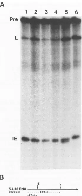 FIG. 2.vSAU3. CAT activities produced by virus recombinants vFJ7 and (A) HeLa cells were infected at 37°C, and CAT activities