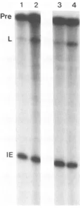 FIG. 4.withwereextracts:lane(Pre)tivated LPF activity produced by virus recombinants with inac- IE genes