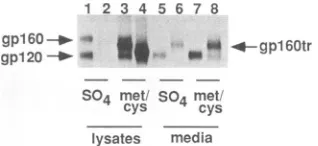 FIG. 3.glycoproteinswerebyW-SIV1AllW-ST2SC11ofitatedamide(TM)infected(4-week [35S]Met-Cys Modification of other lentiviral envelope glycoproteins the addition of sulfate