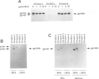 FIG. 6.VV-SC11initially[35S]Met-Cys-labelled,ug BFA treatment of TK- 143 cells expressing the envelope glycoprotein