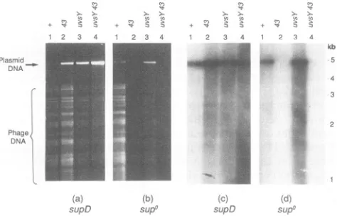 Fig. lbwhich and d). The DNA samples were digested with SspI, cleaves T4 DNA into a series of fragments that areapproximately 3 kb and smaller while cleaving replicated