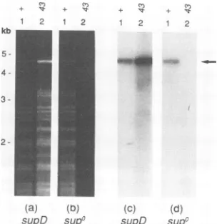 FIG. 3.werewaspBR322stainingtheplasmidisolatedsubjectedbySamplesand Replication of origin-containing and nonorigin plasmids the gene 32 mutant
