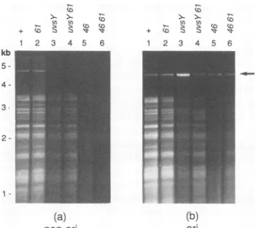 TABLE 1. Summary of plasmid replication results