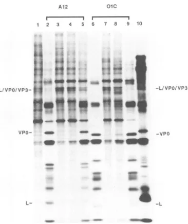 FIG. 5.ofLF-BKradiolabeledimmunoprecipitated9,absence7),cent-phaseproductsLanepresenceRNA;infected 14, E-64d