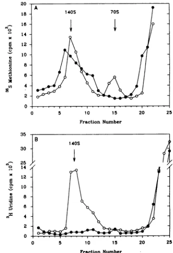 FIG. 7.E-64.presencecentrifugeduntreatedinSW41assayed[35S]methionine LF-BK Sucrose gradient analysis of capsid structures assembled cells infected with FMDV in the absence or presence of Cells were infected with FMDV A12 in the absence or of 5 mg of E-64 p